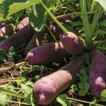 Батат из магазинного клубня: как разбудить и получить черенки к маю